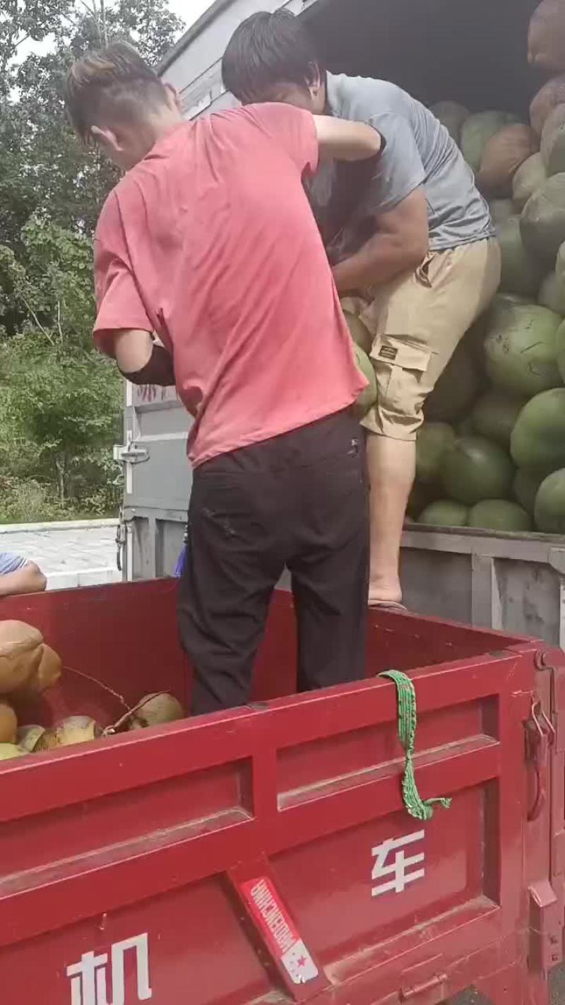 椰青，黄金椰，香水椰