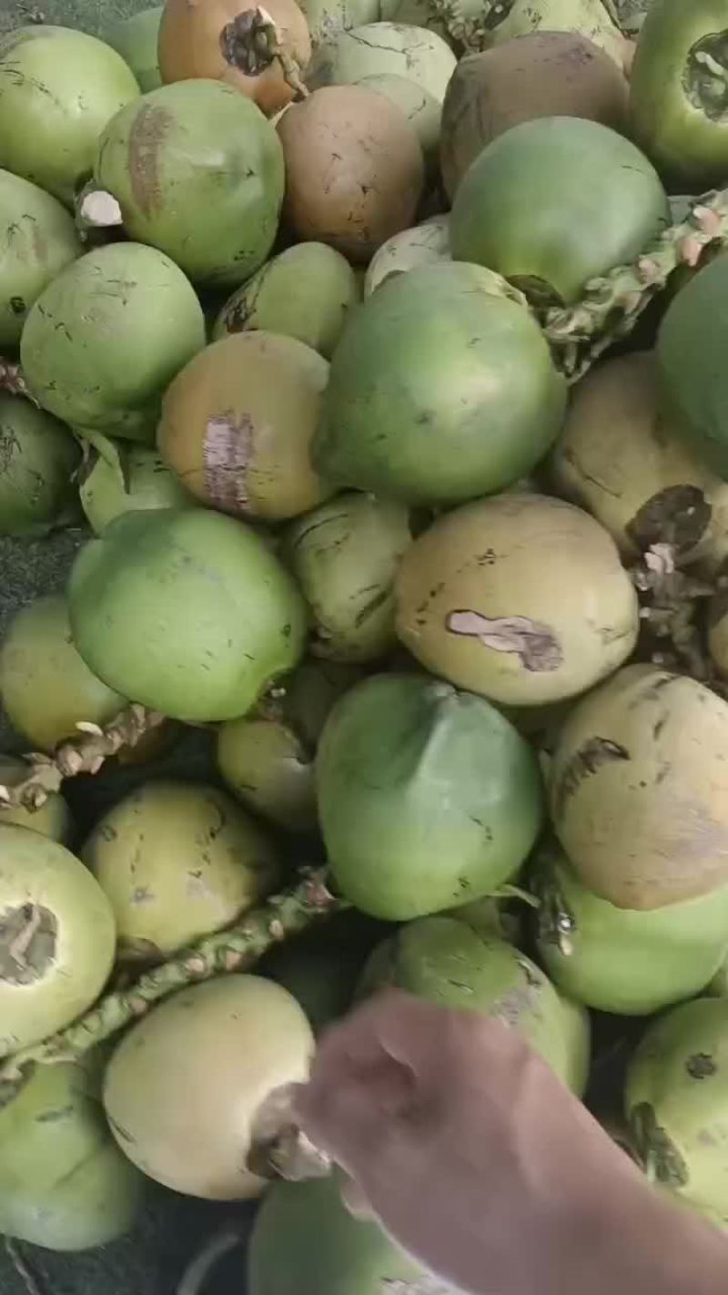 椰青，黄金椰，香水椰