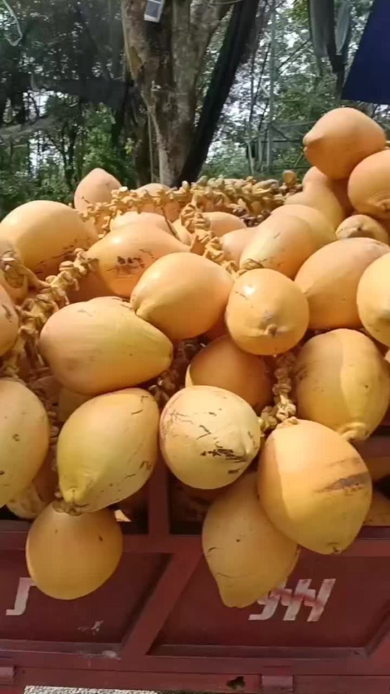 椰青，黄金椰，香水椰