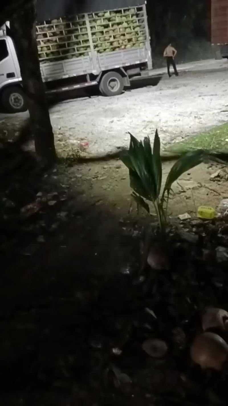 椰青，黄金椰，香水椰