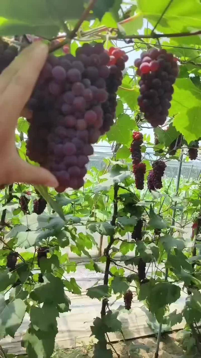 娃娃