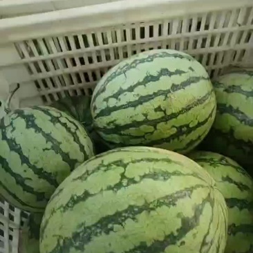 美都西瓜露天