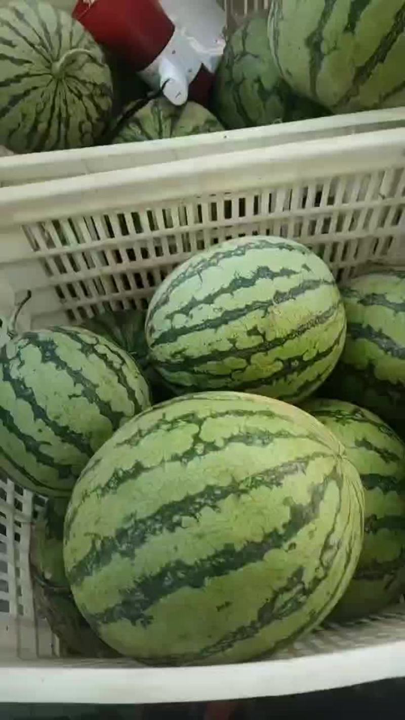 美都西瓜露天
