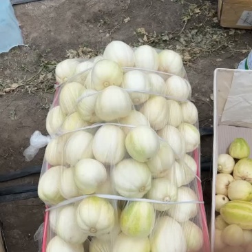大庆香瓜，口嘎嘎滴