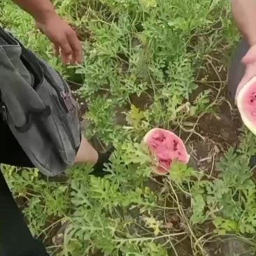 一千亩京新西瓜大量上市