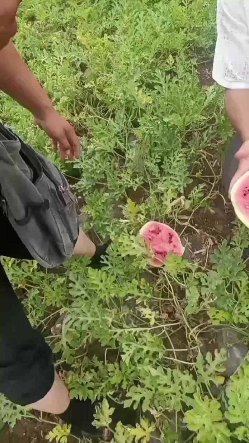 一千亩京新西瓜大量上市