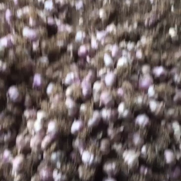紫红皮，个大，皮紫！颗粗苗壮，不缺氧，产量高！需要的联系