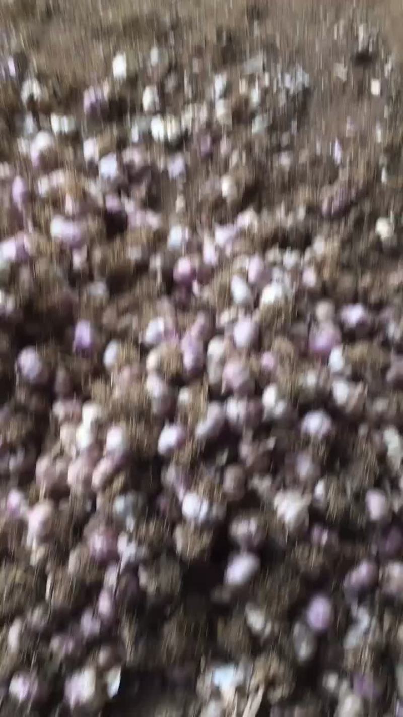 紫红皮，个大，皮紫！颗粗苗壮，不缺氧，产量高！需要的联系