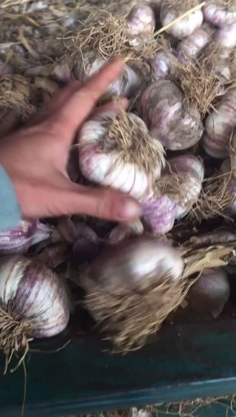 紫红皮，个大，皮紫！颗粗苗壮，不缺氧，产量高！需要的联系