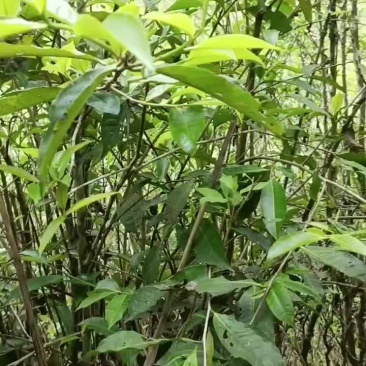 找寻小树茶