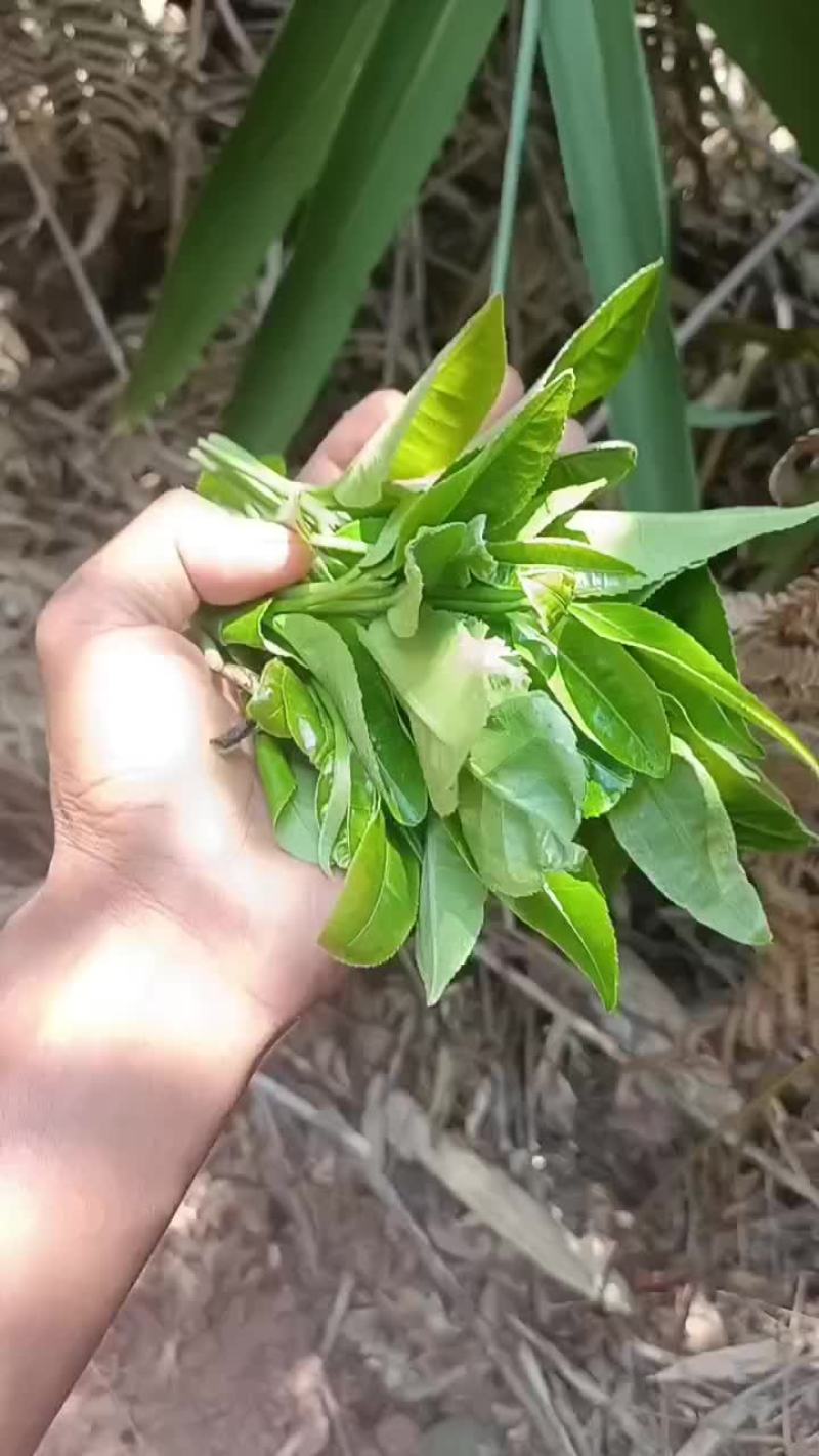 找寻小树茶