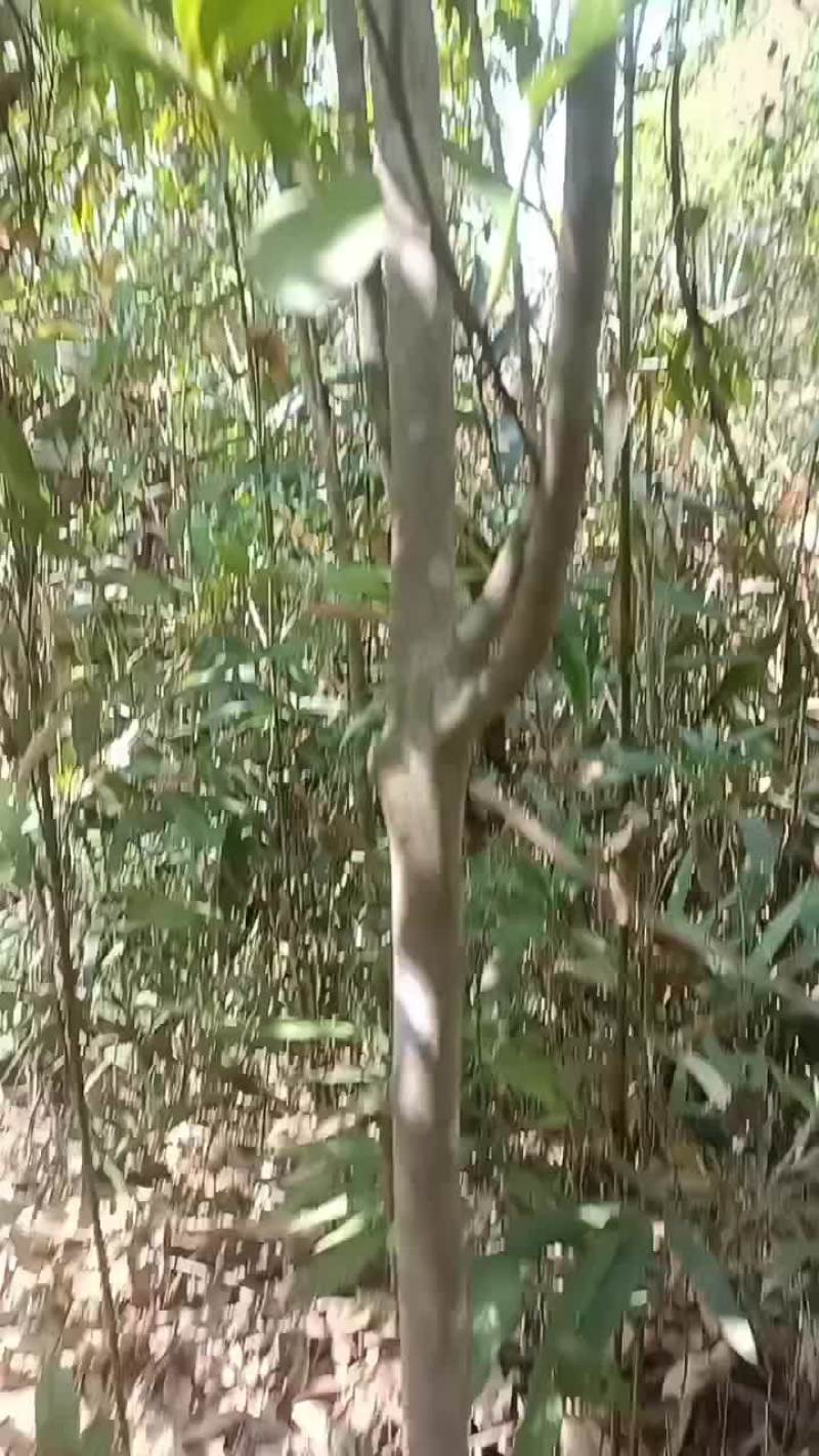 找寻小树茶