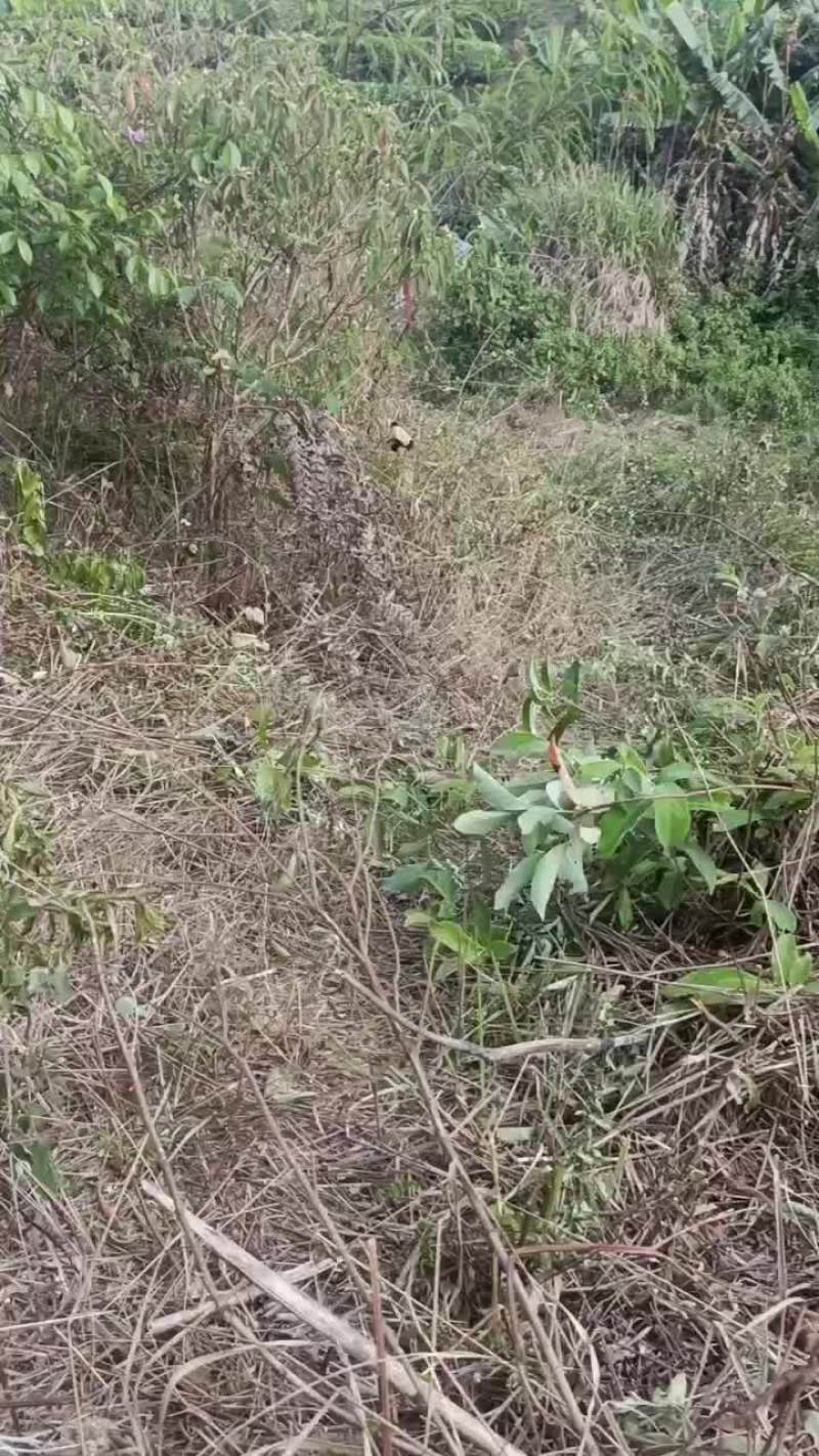 找寻小树茶