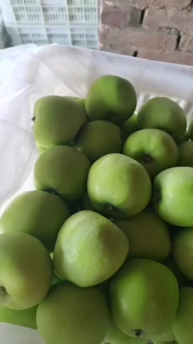 藤木苹果大量上市