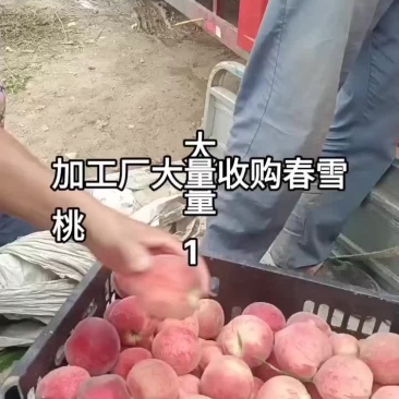 【春雪桃】产地直发，品质保证，全国发货，量大从优