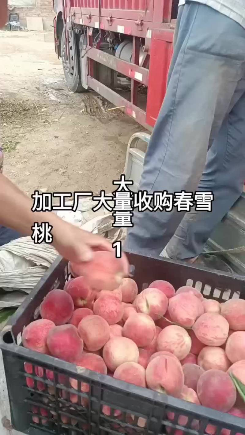 【春雪桃】产地直发，品质保证，全国发货，量大从优