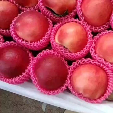 中油20即将大量上市