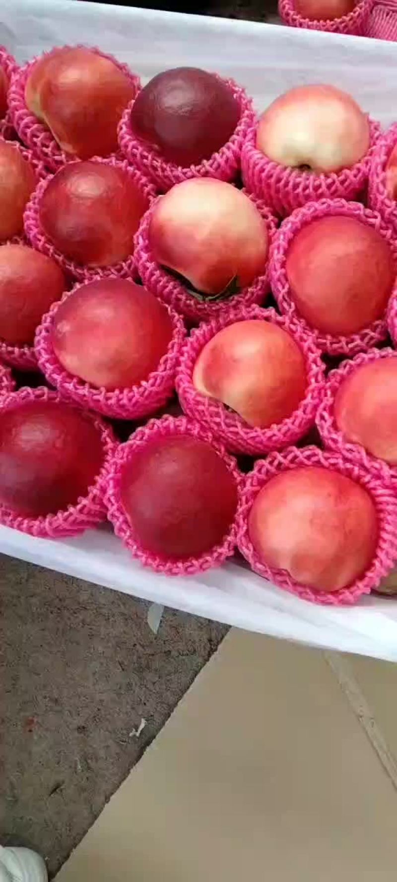 中油20即将大量上市