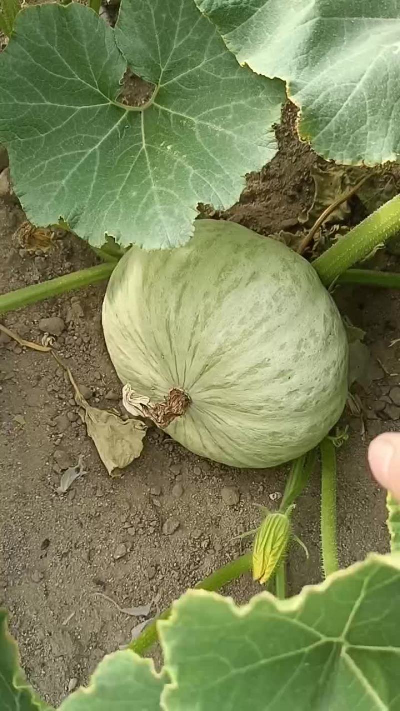银栗南瓜精品银栗南瓜