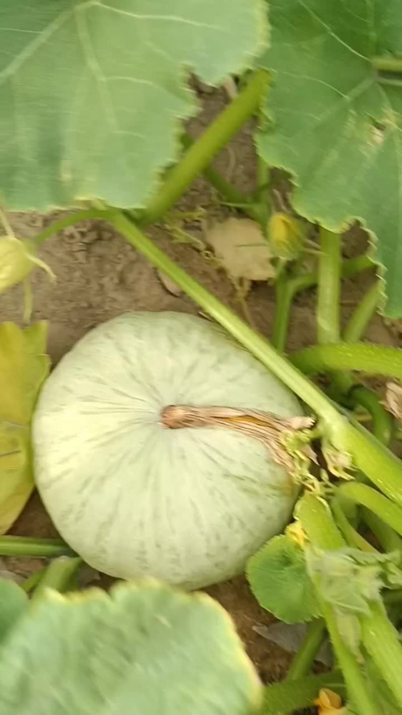 银栗南瓜精品银栗南瓜