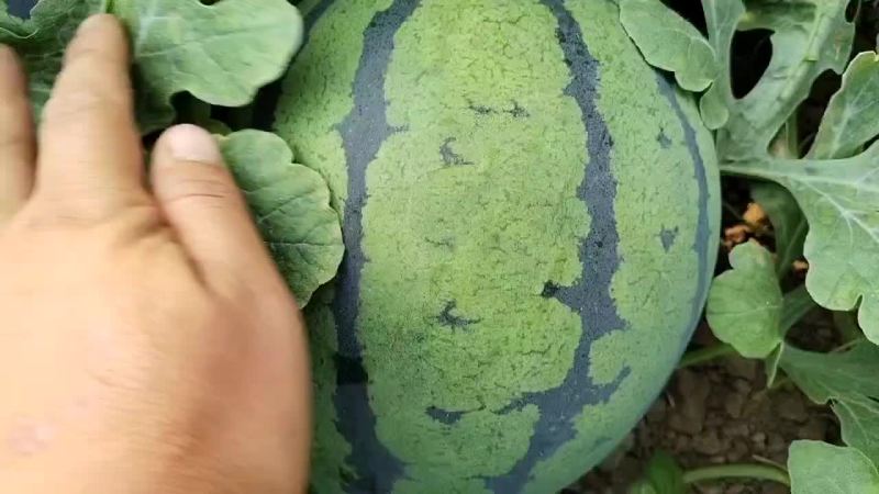 山东潍坊安丘供应优质甜王京欣西瓜
