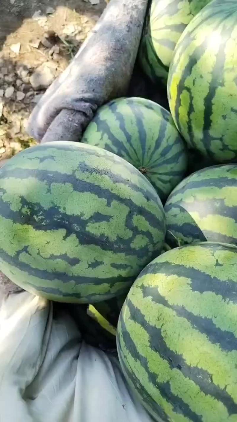 山东潍坊安丘供应优质甜王京欣西瓜