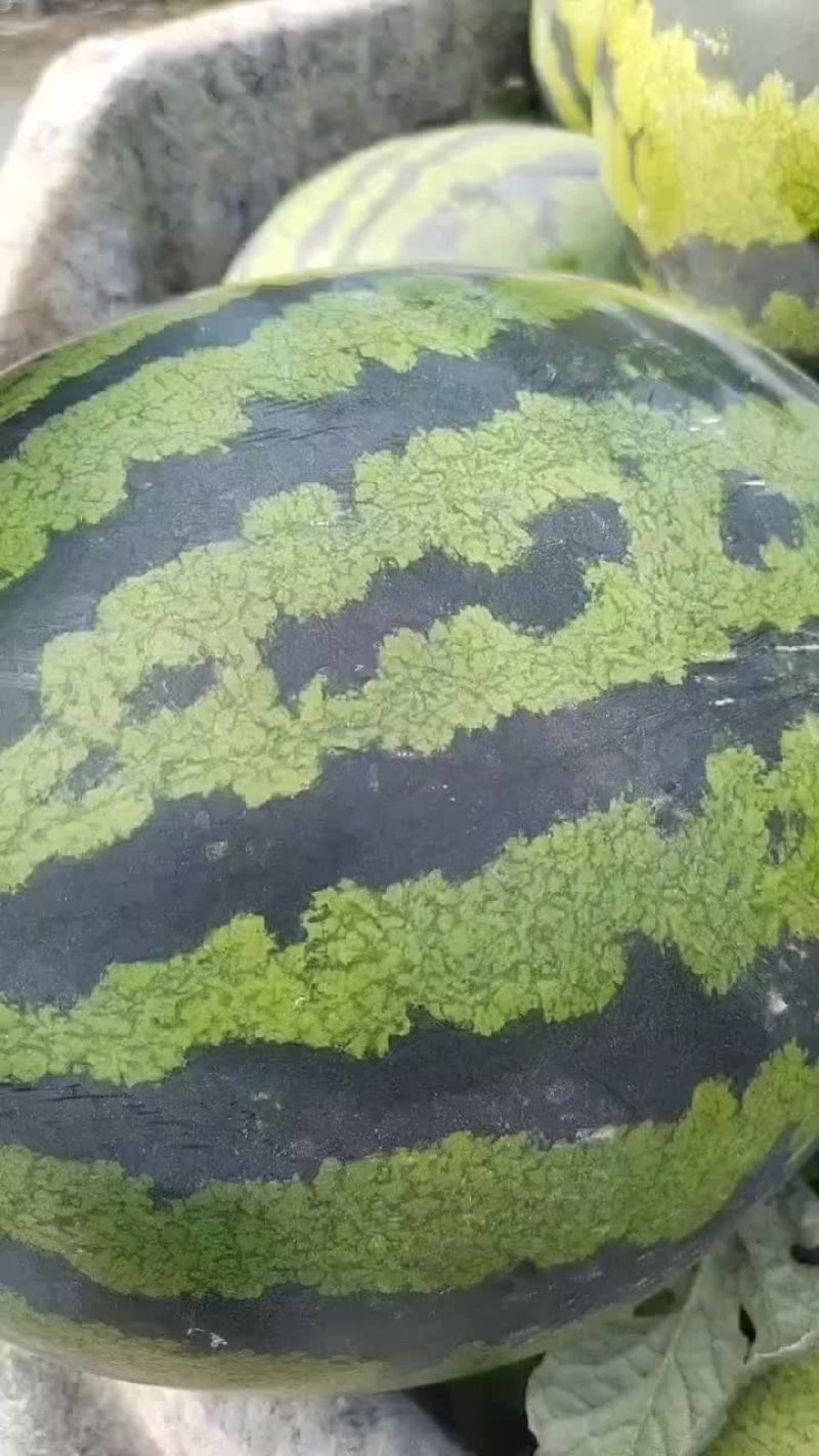 山东潍坊安丘供应优质甜王京欣西瓜