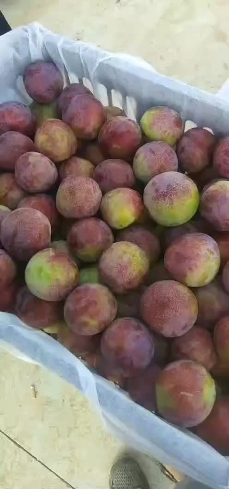 李子