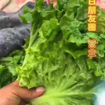 精品生菜大量现货