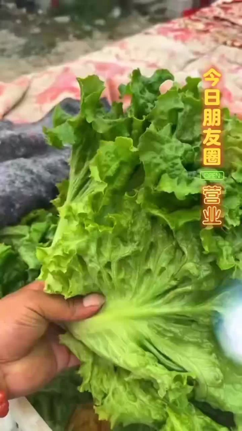 精品生菜大量现货