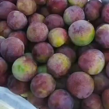 李子