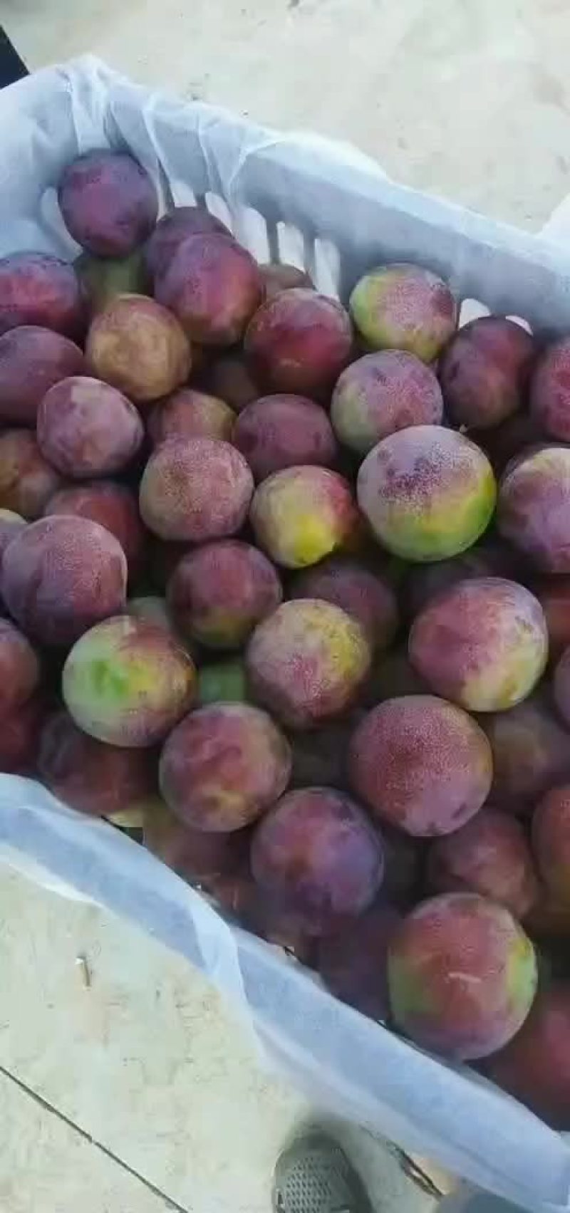 李子