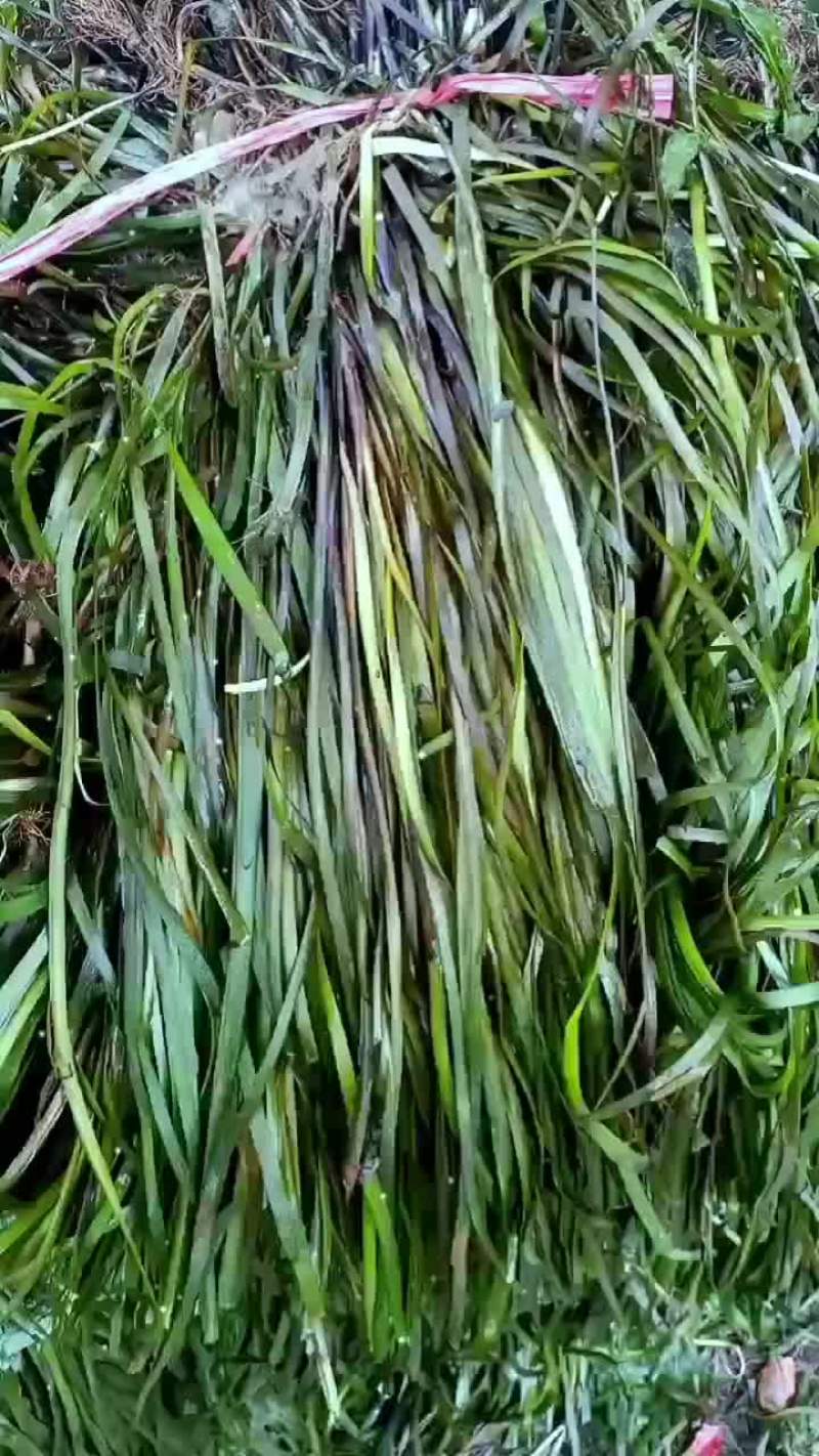 常绿大苦草