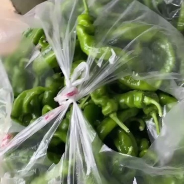 螺丝椒通货
