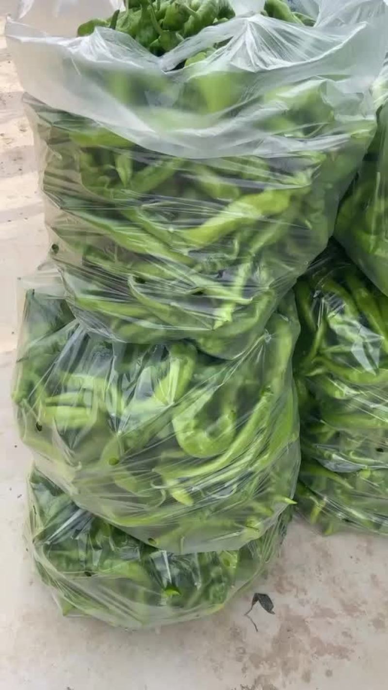 螺丝椒通货