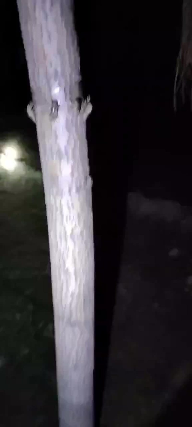 金婵大量批发。