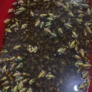 金蝉白蝉