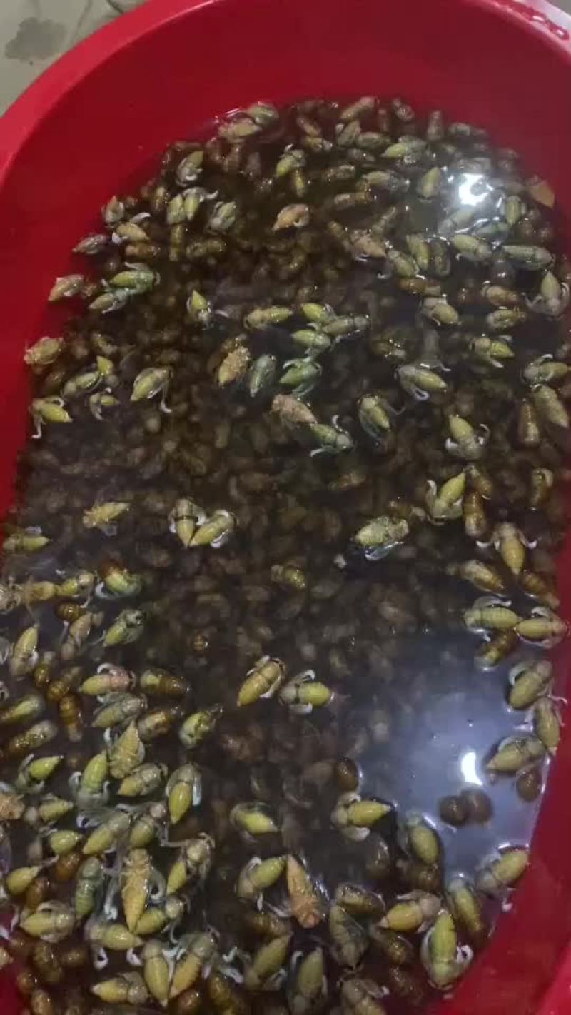 金蝉白蝉