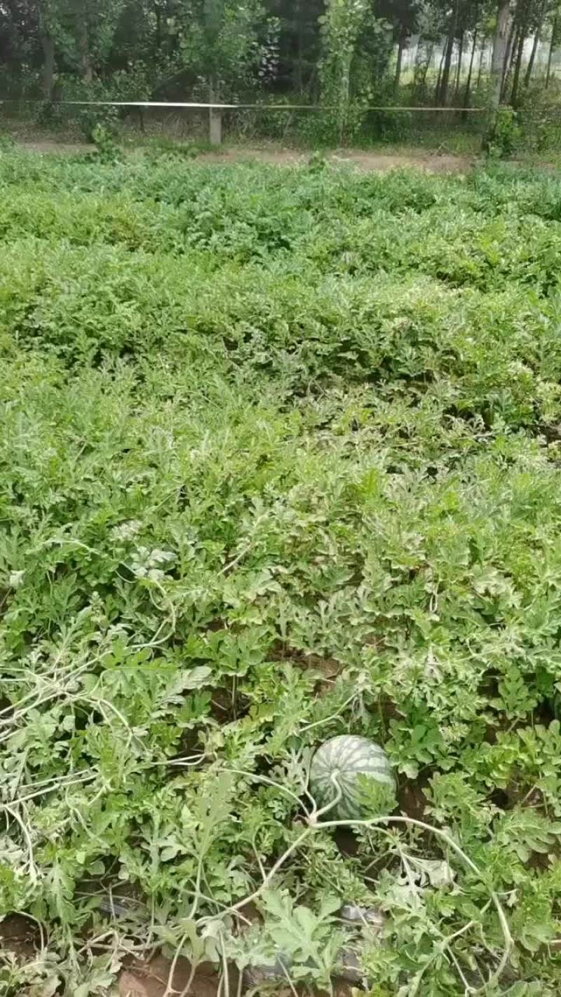 美都，甜王，西瓜，