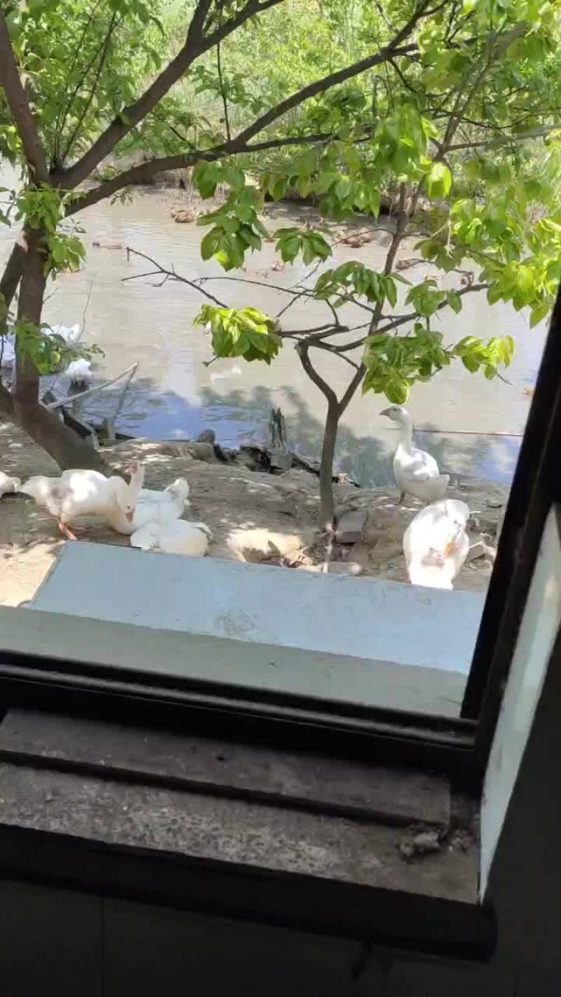农村散养大鹅