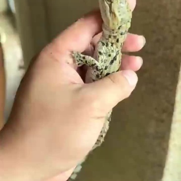 鳄鱼苗