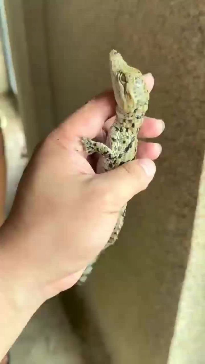 鳄鱼苗