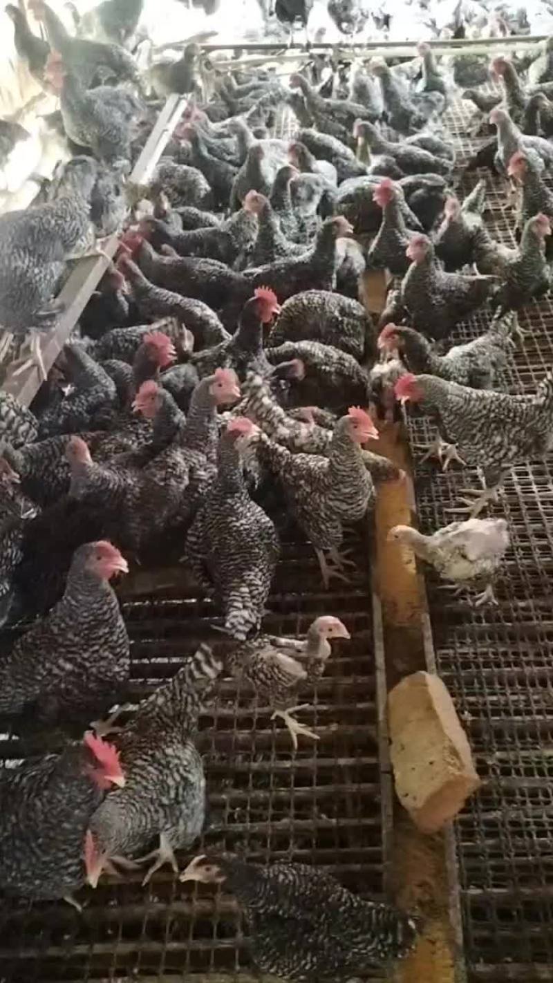 芦花鸡脱温苗小青年大青年成年鸡下蛋母鸡大公鸡