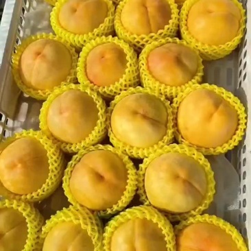 黄金蜜桃