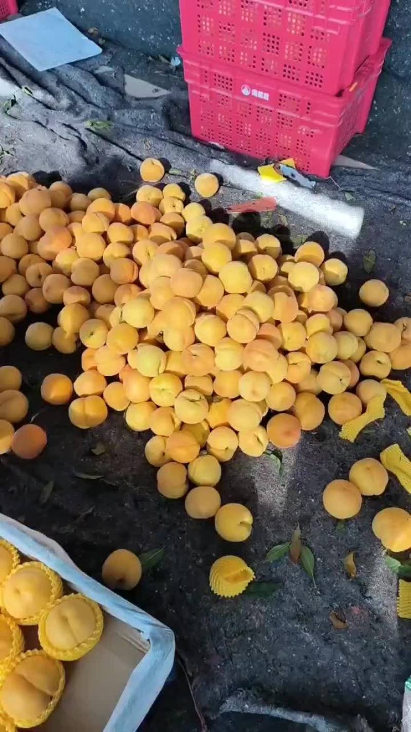 黄金蜜桃