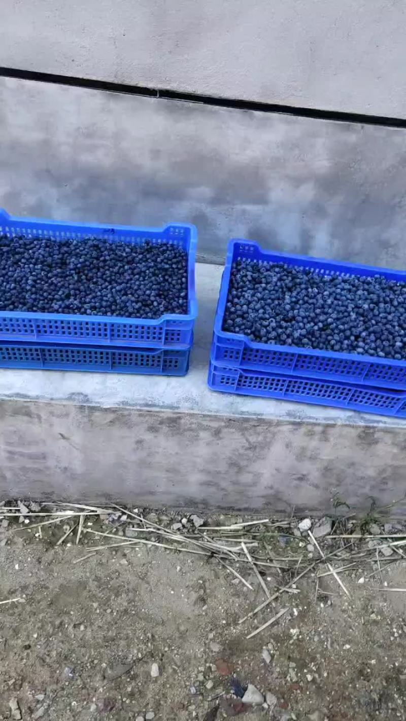 山东临沂蓝莓