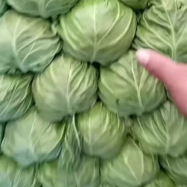 甘蓝