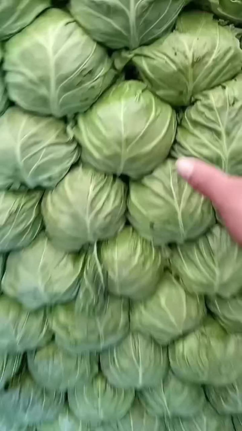 甘蓝