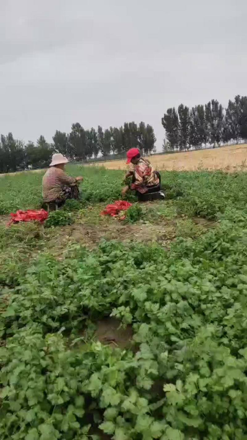 香菜热卖