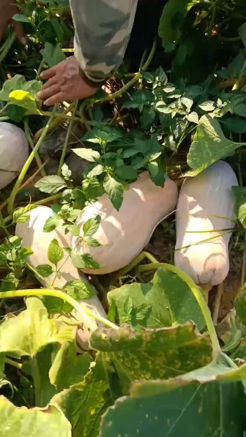广西蜜本南瓜六斤以上
